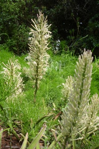 Sansevieria